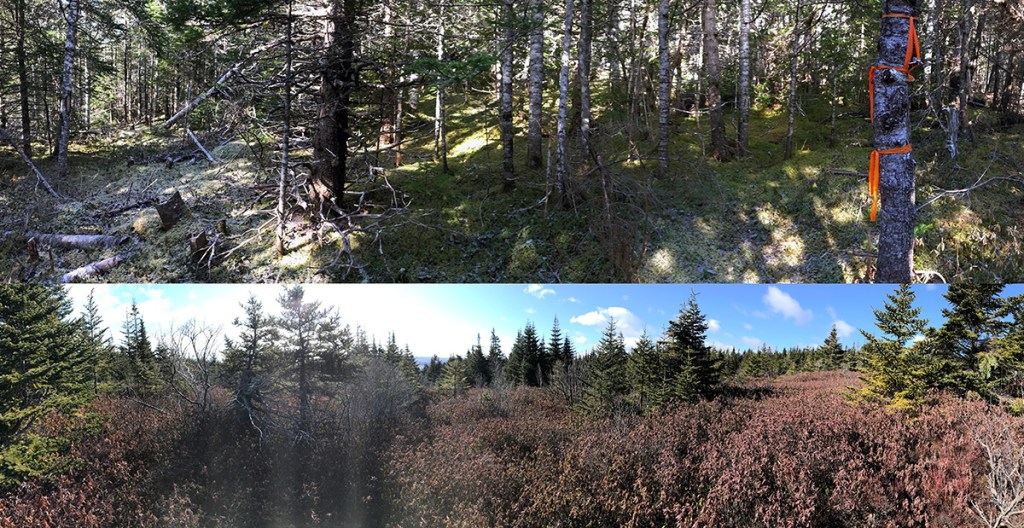 Meeting the woods