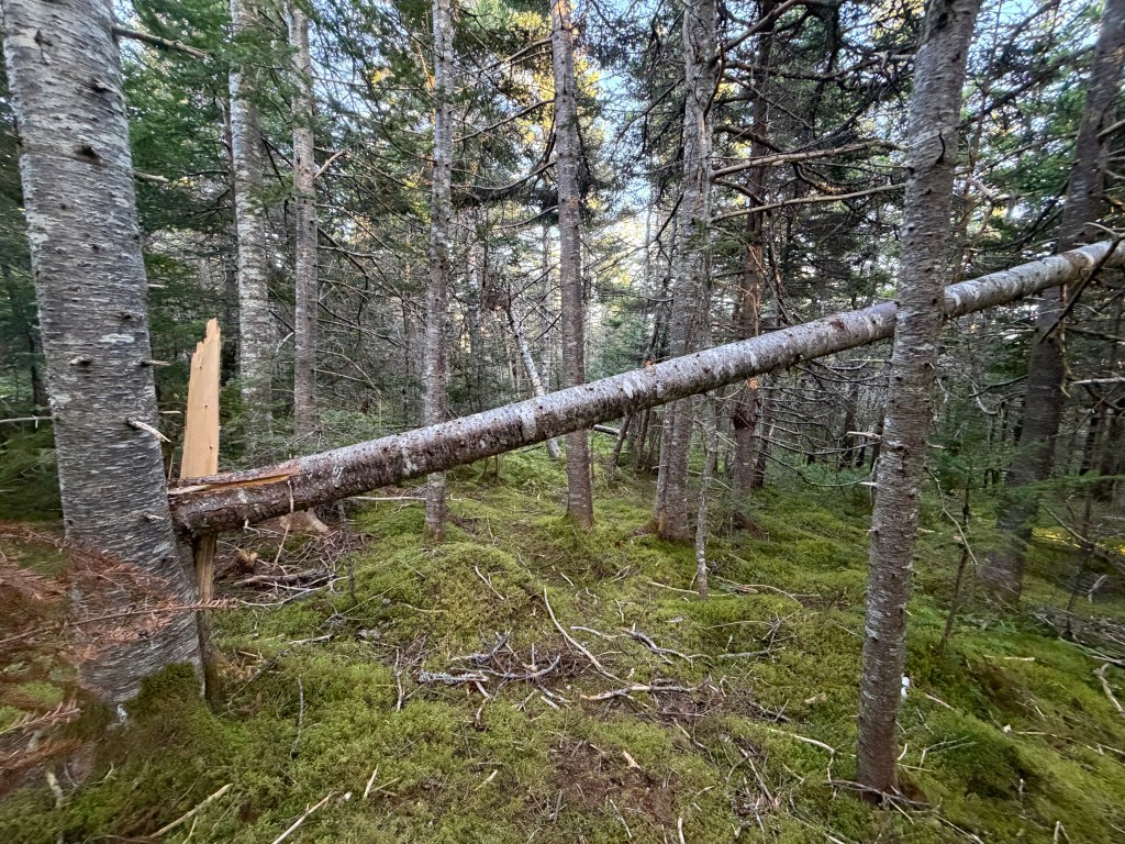 Tree forces